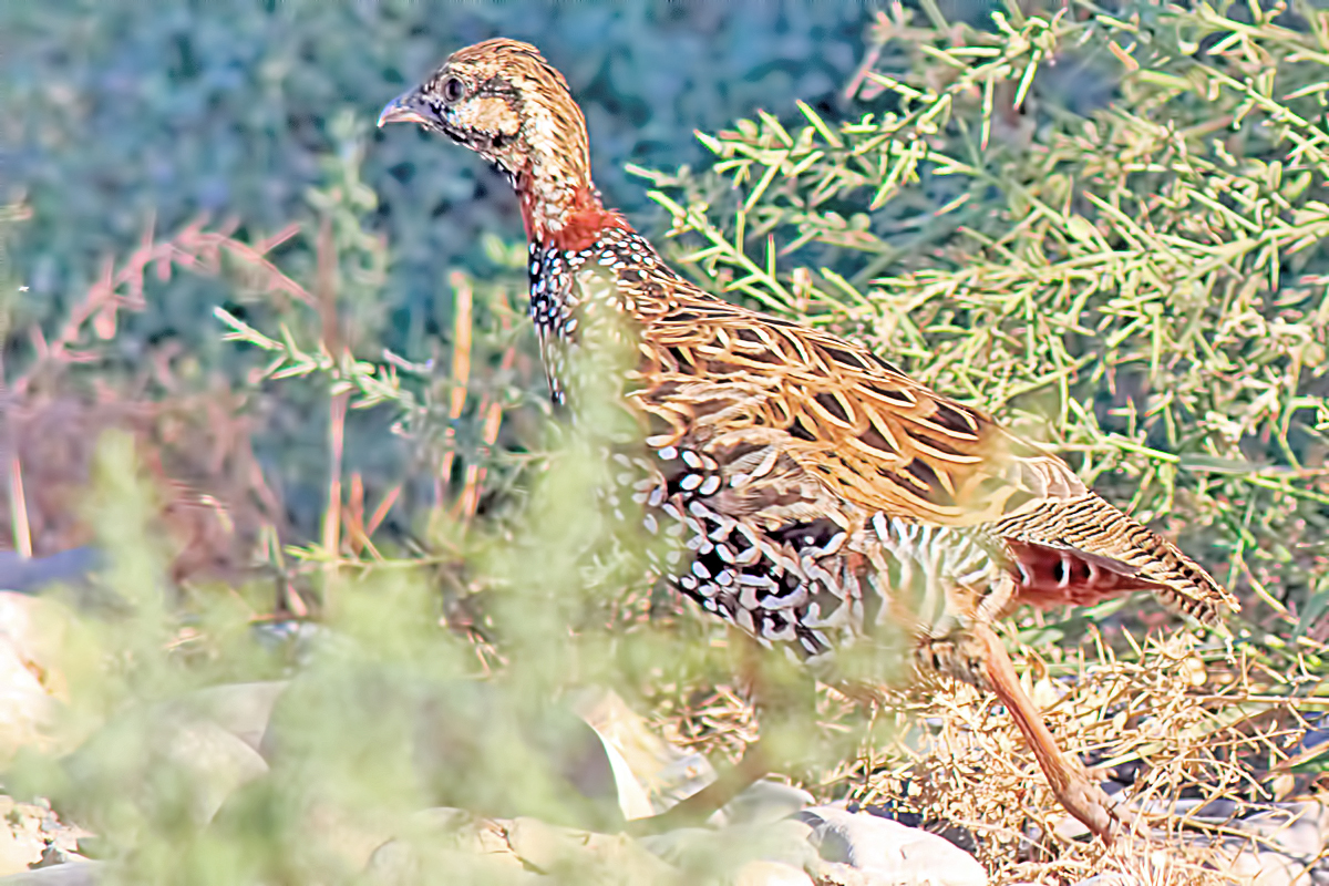 Black Francolin